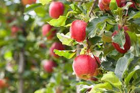 How To Grow McIntosh Apples From Seed – SabinoCanyon.com