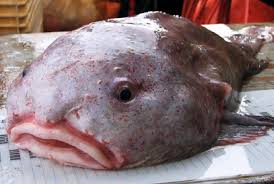 Blobfish voted world's ugliest animal, according to a campaign, run by the ugly animal preservation society to decide its new mascot, an ugly mascot, a champion for all the endangered and aesthetically challenged animals. World S Ugliest Animal Competition