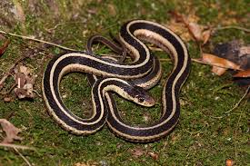 The garter snake is in the colubrid family of the genus thamnophis, but is not considered a not finding the garter snake your interested in? Eastern Garter Snake Chesapeake Bay Program