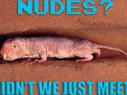 Naked mole rat penis