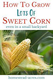 grow corn in a square foot garden