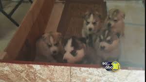 Feel free to leave a comment! 5 Husky Puppies Stolen From Madera County Woman After Craigslist Ad Abc30 Fresno