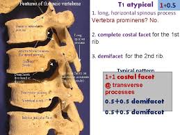 The thoracic vertebrae are located in the thorax posterior and medial to the ribs. Vertebral Column Ribs Sternum By Isabella Kung Kaan