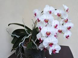 Почему погибают орхидеи #плесень_на_орхидее #орхидеи #orchids как выращивать орхидеи_башмачки #пафиопедилум#фрагмипедиум#. Kaskadnaya Orhideya Falenopsis