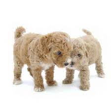mini poodle puppies four