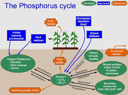 Phosphorus Cycle Wikipedia