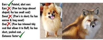 Pomeranian Colors Chart Goldenacresdogs Com