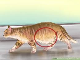 The latter may result in diarrhea, but will help to eliminate the source of your pet's bloating. My Cats Stomach Is Hard And Bloated