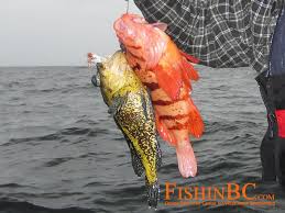 Rockfish Id Free Access To The Best Online Document