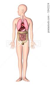 Human Body Anatomical Chart Internal Organs Stock