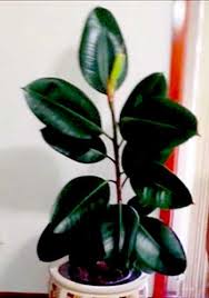 Shine Houseplant Leaves Like Rubber Plant