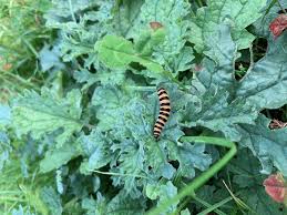Cinnabar Moth Caterpillar Latest