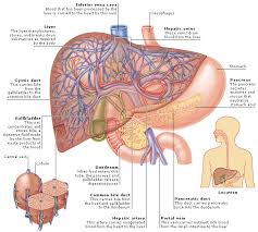 Human liver, gallbladder, pancreas anatomy vector. Intermediate Knowledge Of The Liver Pancreas And Small Intestine Definition Examples Diagrams