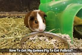 how to get my guinea pig to eat pellets