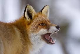 Detailed contact information including email, phone number, social profiles, tweets and news articles written by kjartan trana. Barking Fox Kjartan Trana Forests In Namdalen Norway Red Fox Fox Fantastic Fox
