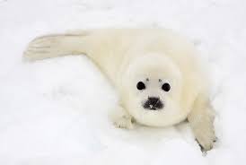 baby harp seal pup stock photo