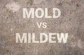 mold vs mildew in your carpets what s