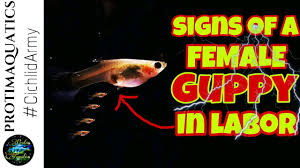 Pregnant Guppy Fish Behaviour Signs Of Labor And Delivery