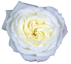 White Garden Rose 36 Stems Buy Bulk