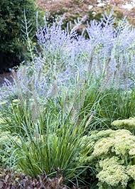 The Best Ornamental Grasses For Low