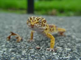 leopard gecko 3 free photo
