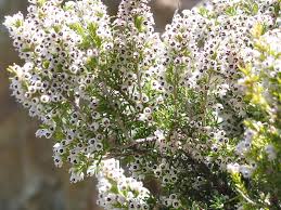 Flowers in summer but not. Erica Arborea Wikipedia
