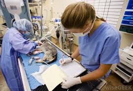 Feed animals and monitor whether they're if you have no prior experience with animals and you can't find a veterinary service that's willing to train you on the job, consider applying for a clerical. What Does An Veterinary Assistant Do With Pictures