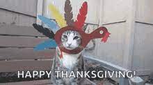 Cat Thanksgiving GIFs | Tenor