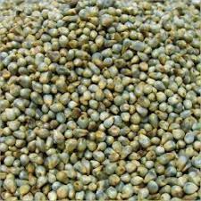 bajra seeds pearl millet