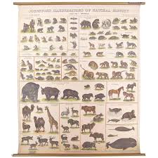 Antique Scientific Wall Chart Illustrations Natural History