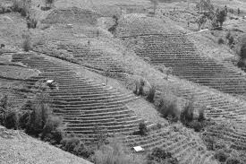 the great leap forward the great failure of mao zedong in barren terraced rice field