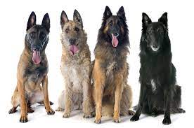 7 dog breeds from belgium