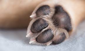 common paw problems in dogs