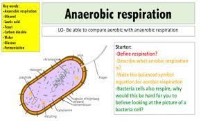 Anaerobic Respiration Mr Science