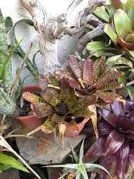 a growing pion bewitching bromeliads