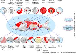 Pond Coldwater Fish Disease Diagnosis Chart