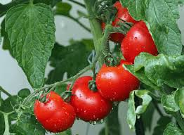 horse manure grow healthy tomato plants
