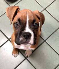 Both parents are dual registered through akc. Boxer Puppy For Sale In Arlington Tx Adn 71220 On Puppyfinder Com Gender Female Age 13 Weeks Old Boxer Puppies For Sale Boxer Puppies Puppies For Sale