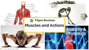 If you know the logic of how a muscle name was sometimes, the way muscles interact with other muscles are incorporated into their names. Muscles Named For Their Action Page 1 Line 17qq Com
