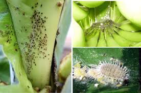 banana plant protection common pests