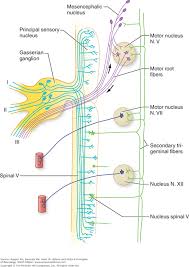 diseases of the cranial nerves