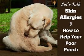 understanding dog skin allergies