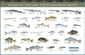 Fishes Of The Basin