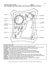 Plant cell model researchparent com. Plant Cell Color Page Worksheet And Quiz Ce 2 By Bluebird Teaching Materials