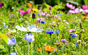 creating a flower meadow the best tips