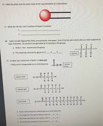 solved lipids worksheet why or why not