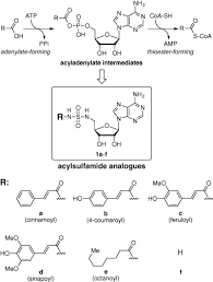 Programme and released her 1st single in march 1982. Synthesis And Inhibitory Activity Of Mechanism Based 4 Coumaroyl Coa Ligase Inhibitors Sciencedirect
