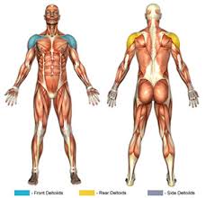 Maybe sometimes you go to the gym and hear people using unfamiliar terms when talking about which muscles they want to develop or which muscles a specific exercise targets. Front Deltoid Anterior Deltoid Exercises Chunk Fitness