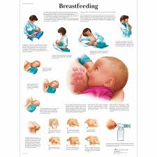 Breastfeeding Chart English Vr1557l 1001578 Posters
