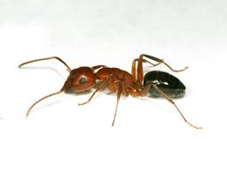 carpenter ants around homes insects